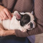 Offrez un massage digne d’un spa à votre chien pour moins de 50€