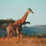 Les nouveaux explorateurs de la photographie animalière : Suivre les traces des grands maîtres