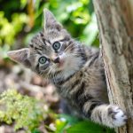 Astuce pour faire fuir les chats du jardin