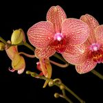 Astuce pour faire refleurir orchidée