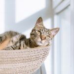 Astuce pour le pipi de chat