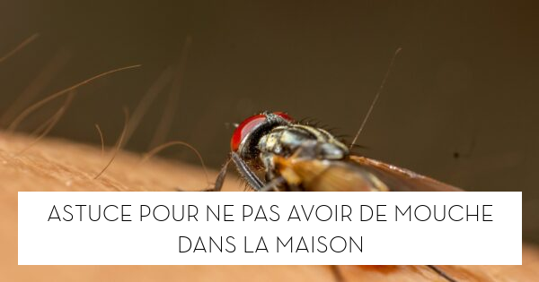 Comment Fair Pour Ne Plus Avoir De Mouche